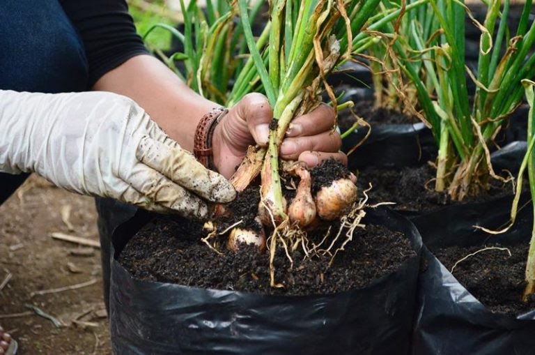 Panen-Bawang-pot-768x509.jpg