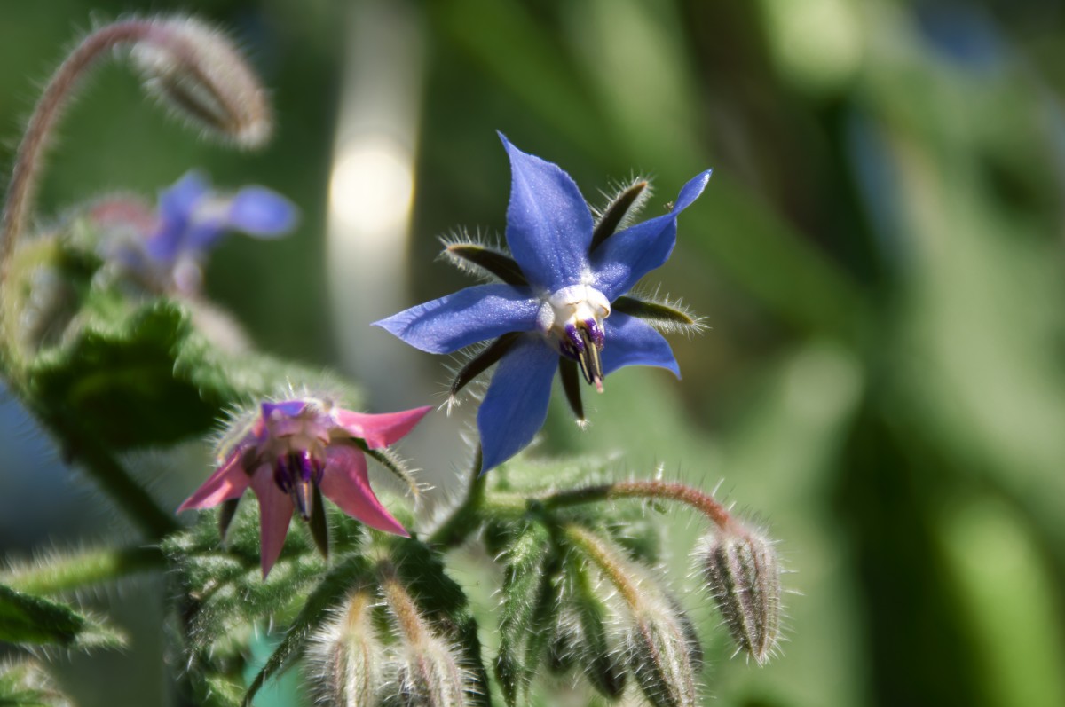 borage_garden_spring_blue_pink_flower-1372015.jpg!d.jpg