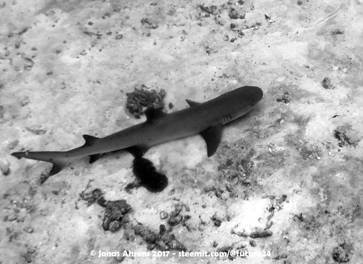 sand-shark-32-meters-deep-maldives_black-and-white.jpg