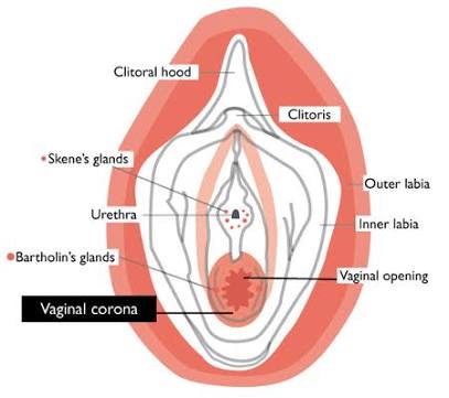 Virgin Sex Bleeding Virgin Sex Bleeding