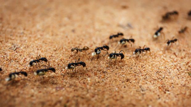 ants-620x350_620x350_81488867410.jpg