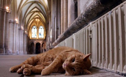 Louis-Cathedral-Cat.jpg