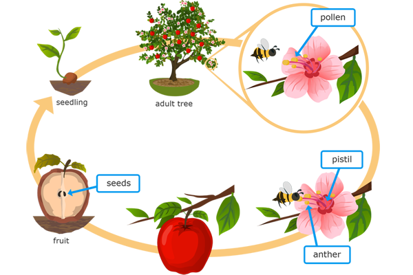 Question of the Day: Why Do Fruits Have Seeds? — Steemit