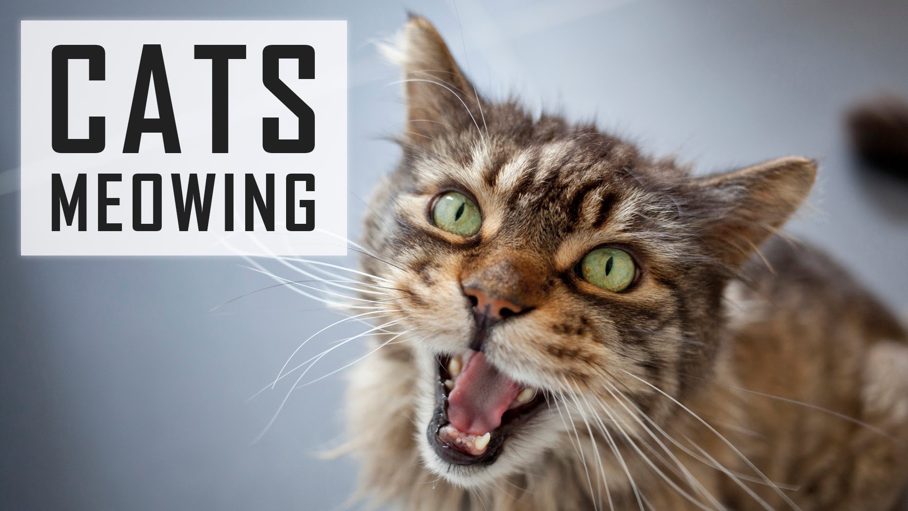7 reasons why cats Meow continuous — Steemkr