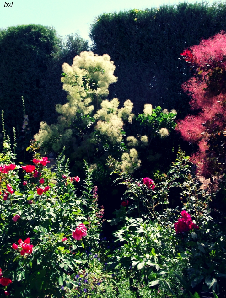 wildflower patch denver botanic garden colorado colorful photography bxlphabet.jpg