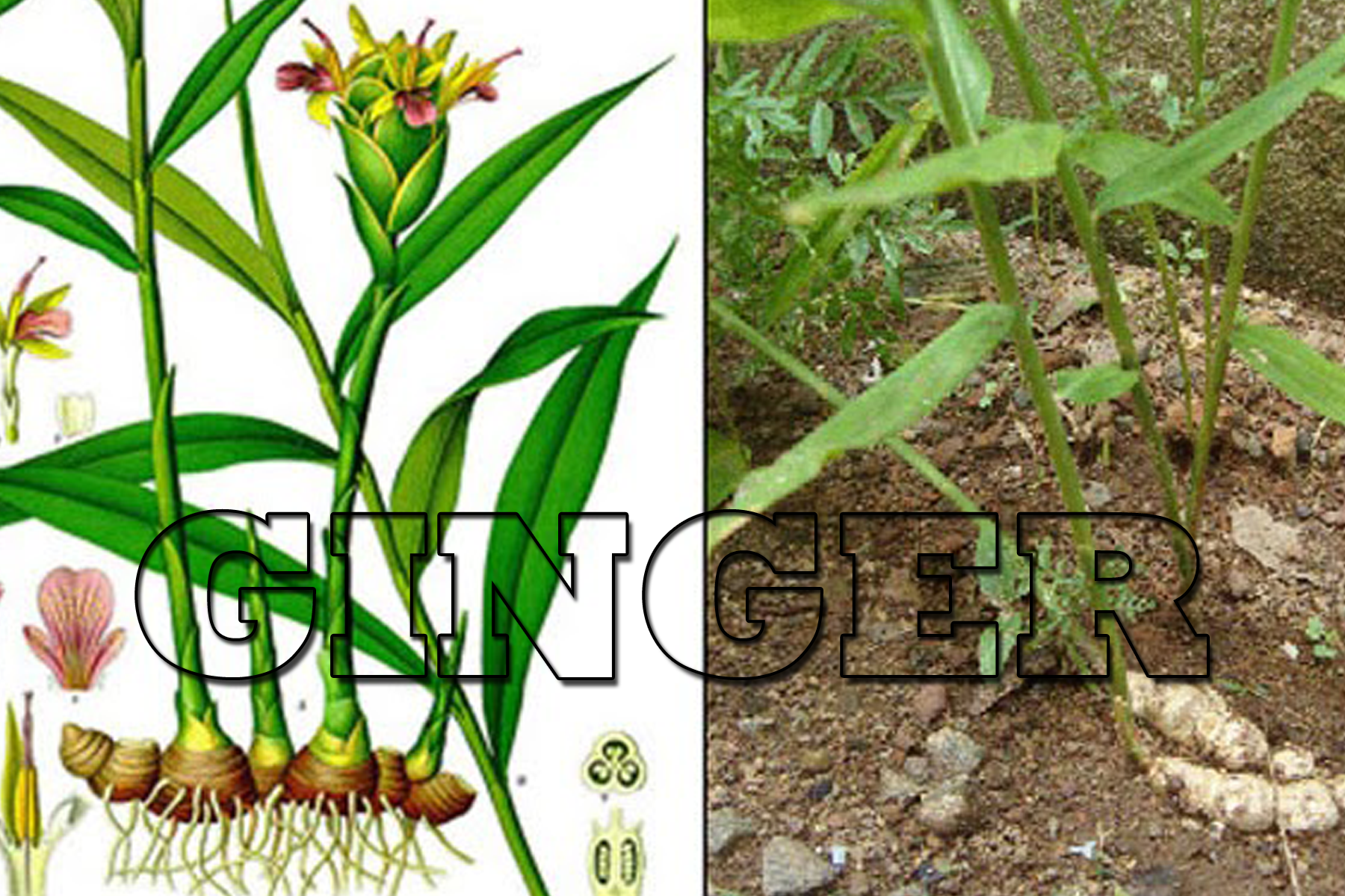 GINGER copy.png