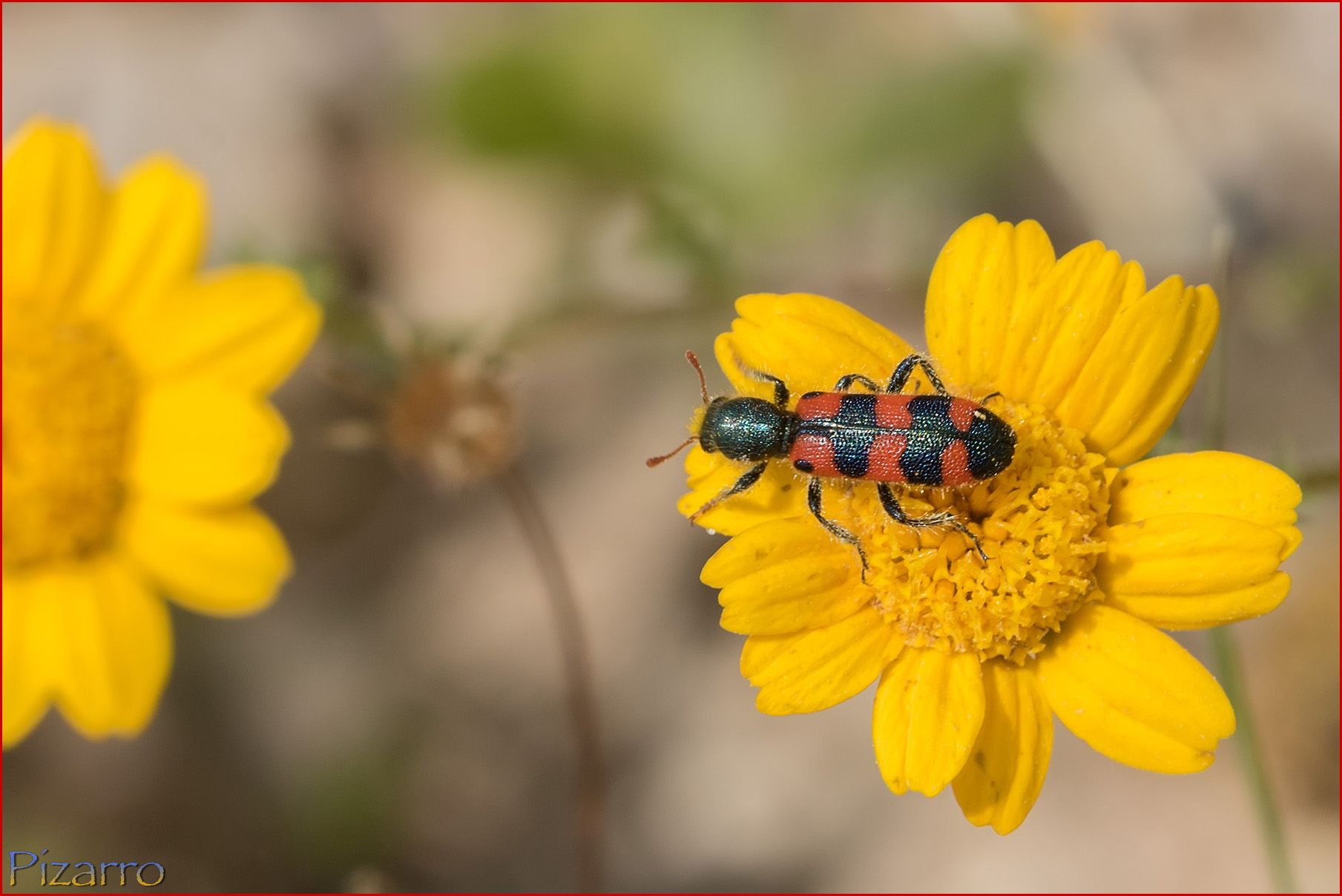 Trichodes leucopsideus (escarabajo ajedrezado) (XII).jpg