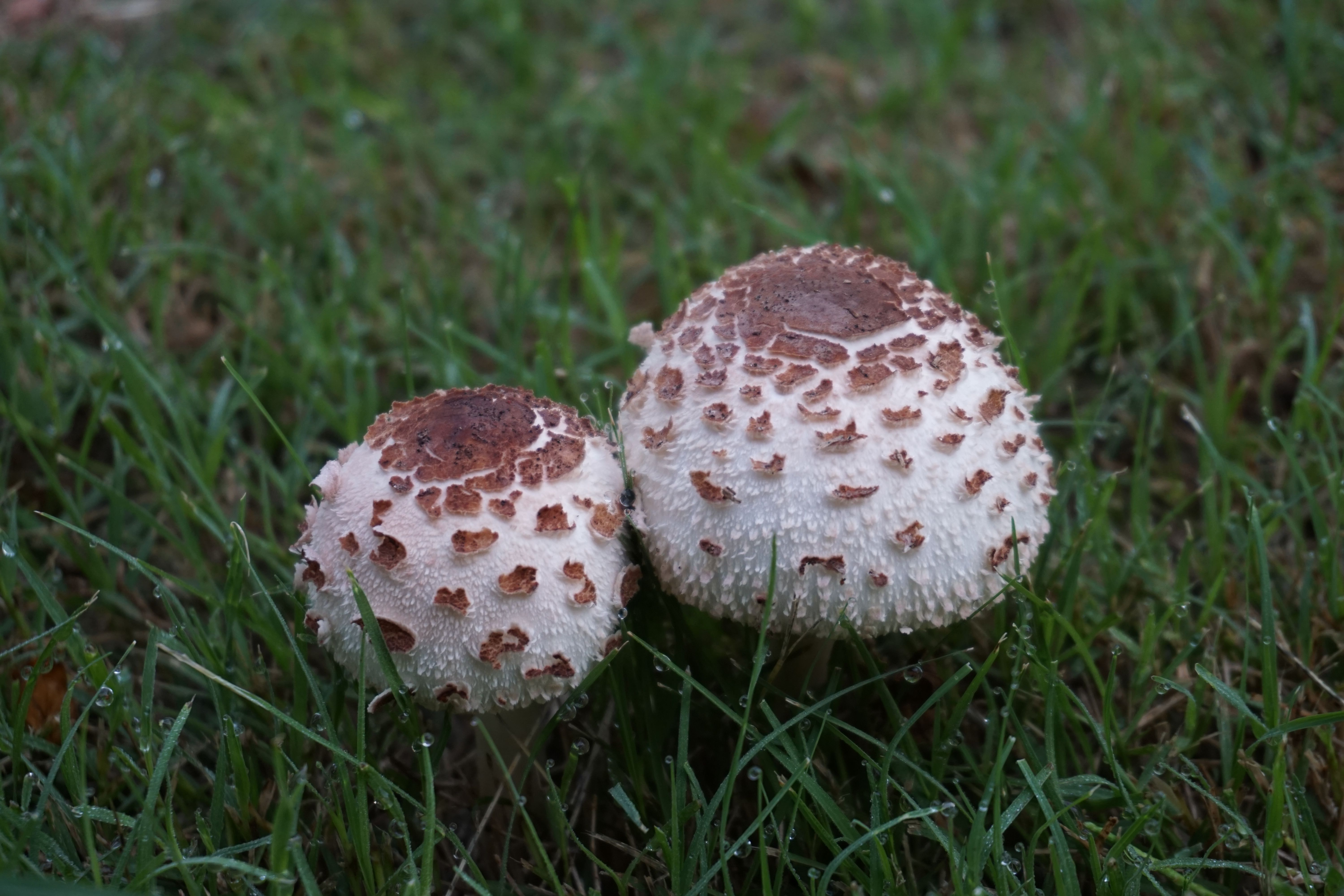 Wild Mushrooms In The Backyard Trying To Recognize Them With A