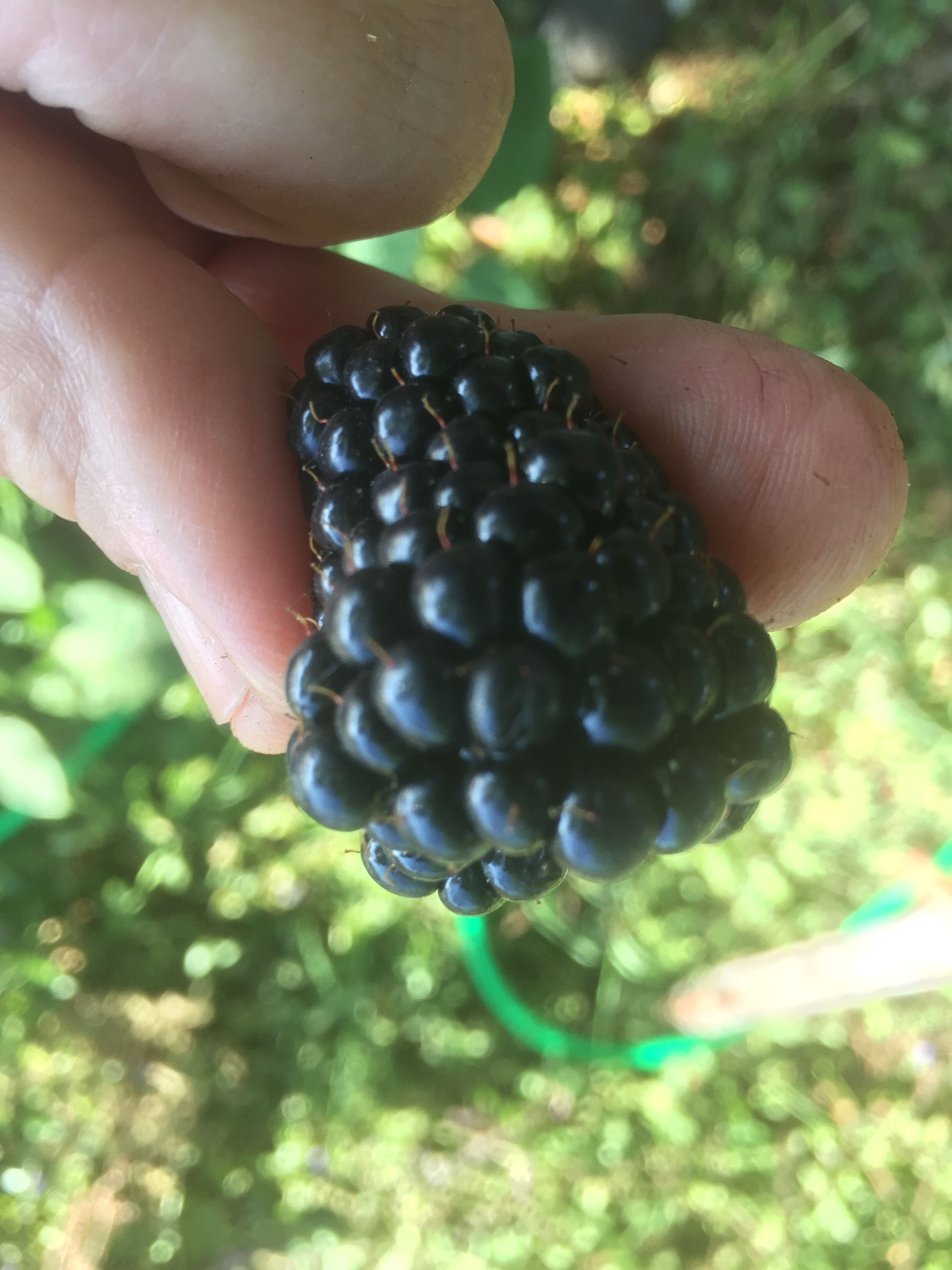 blackberry.JPG