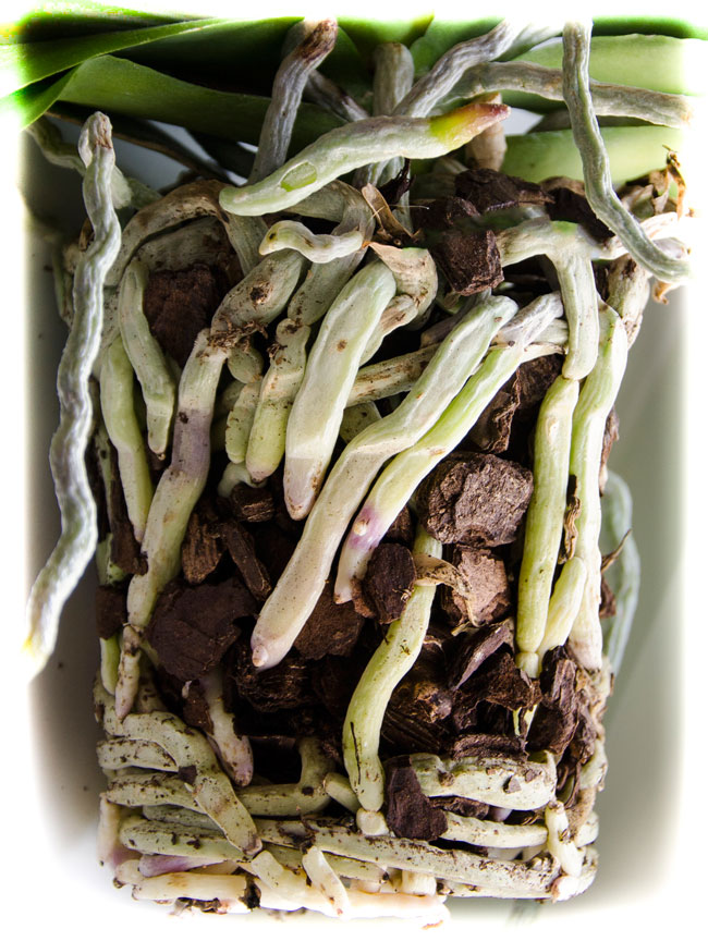 silver-grey-orchid-roots.jpg