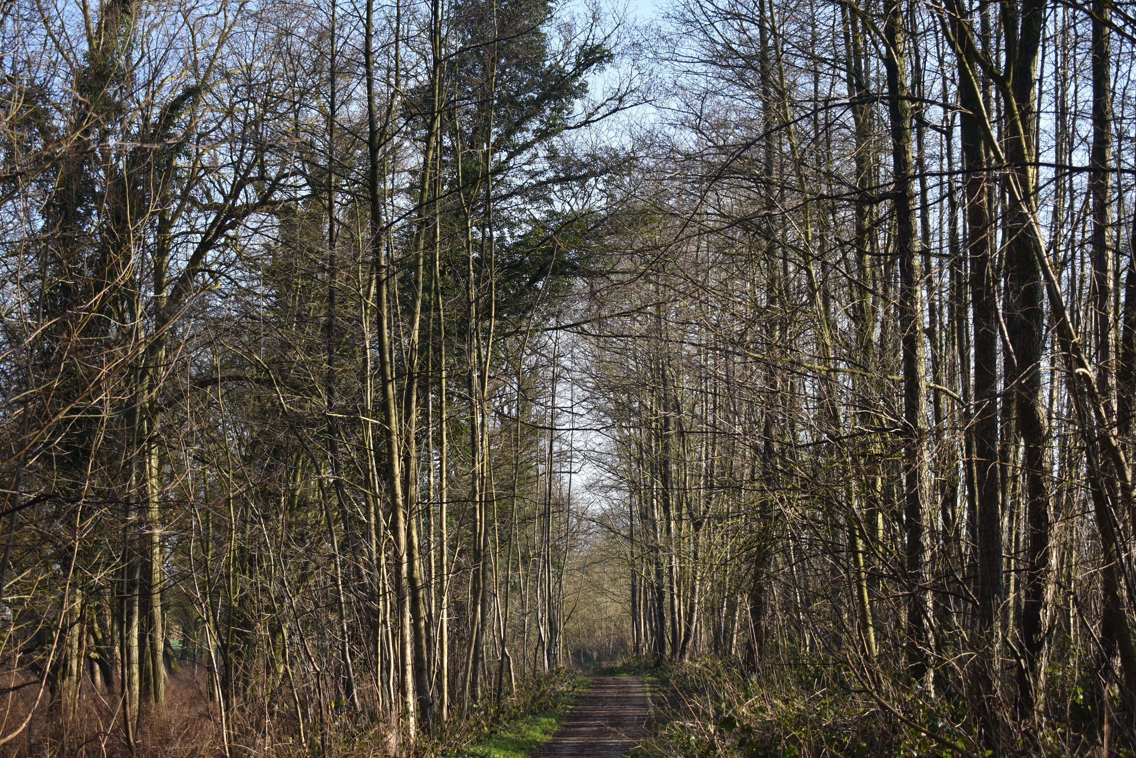 DSC_0121.JPG