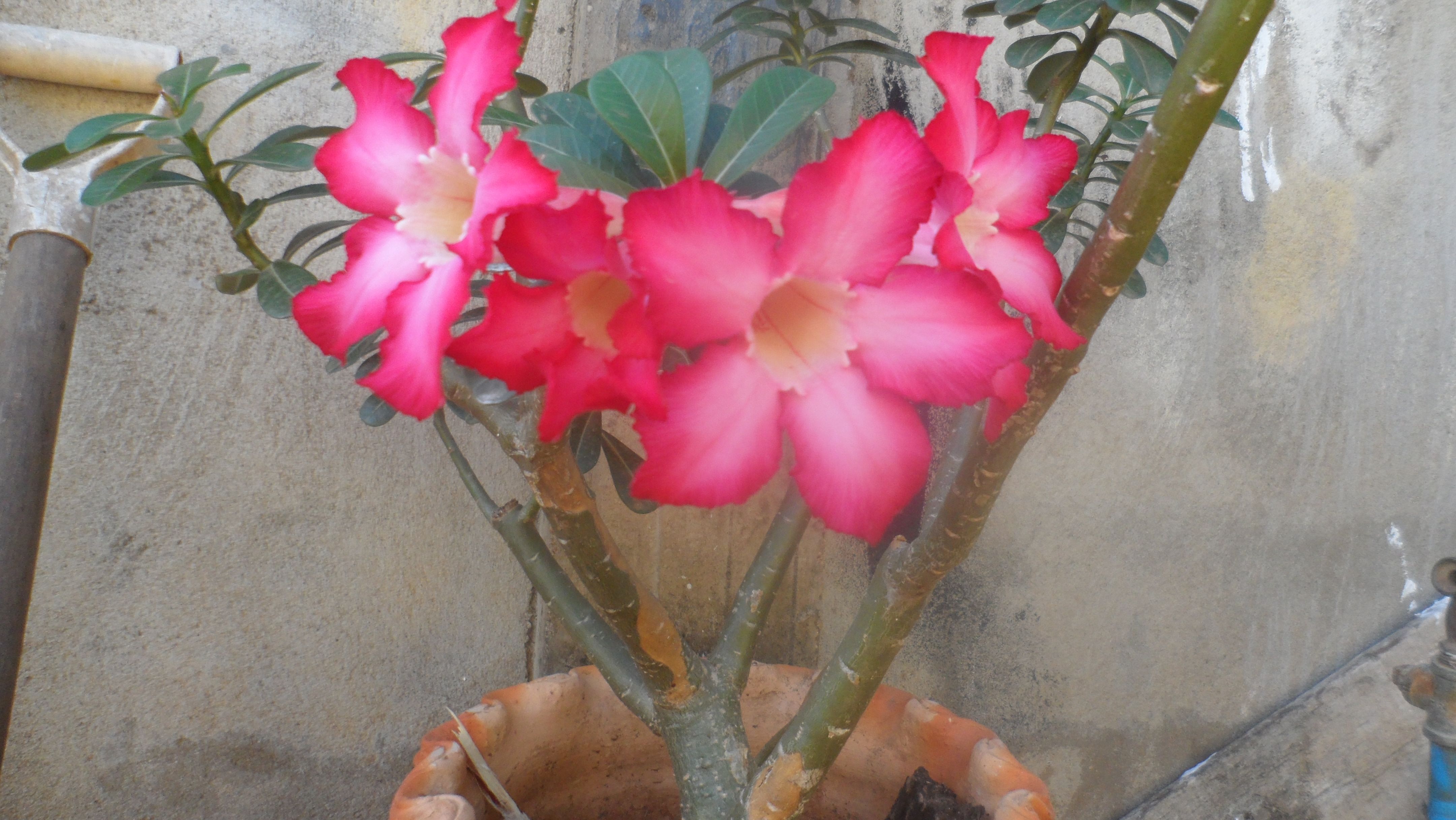 Rosa de jerico o flor del desierto — Steemit