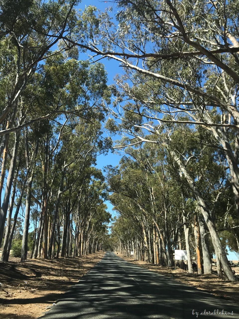 forest road.jpg