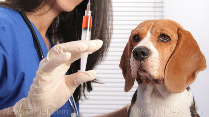 Vaccine-Dog-Animal-Pet.jpg