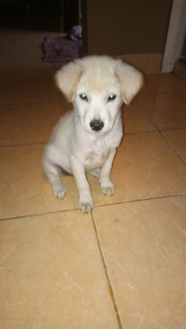 nala.jpg