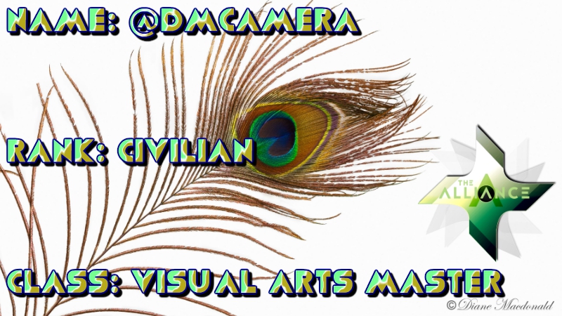 dmcameraheader.jpg