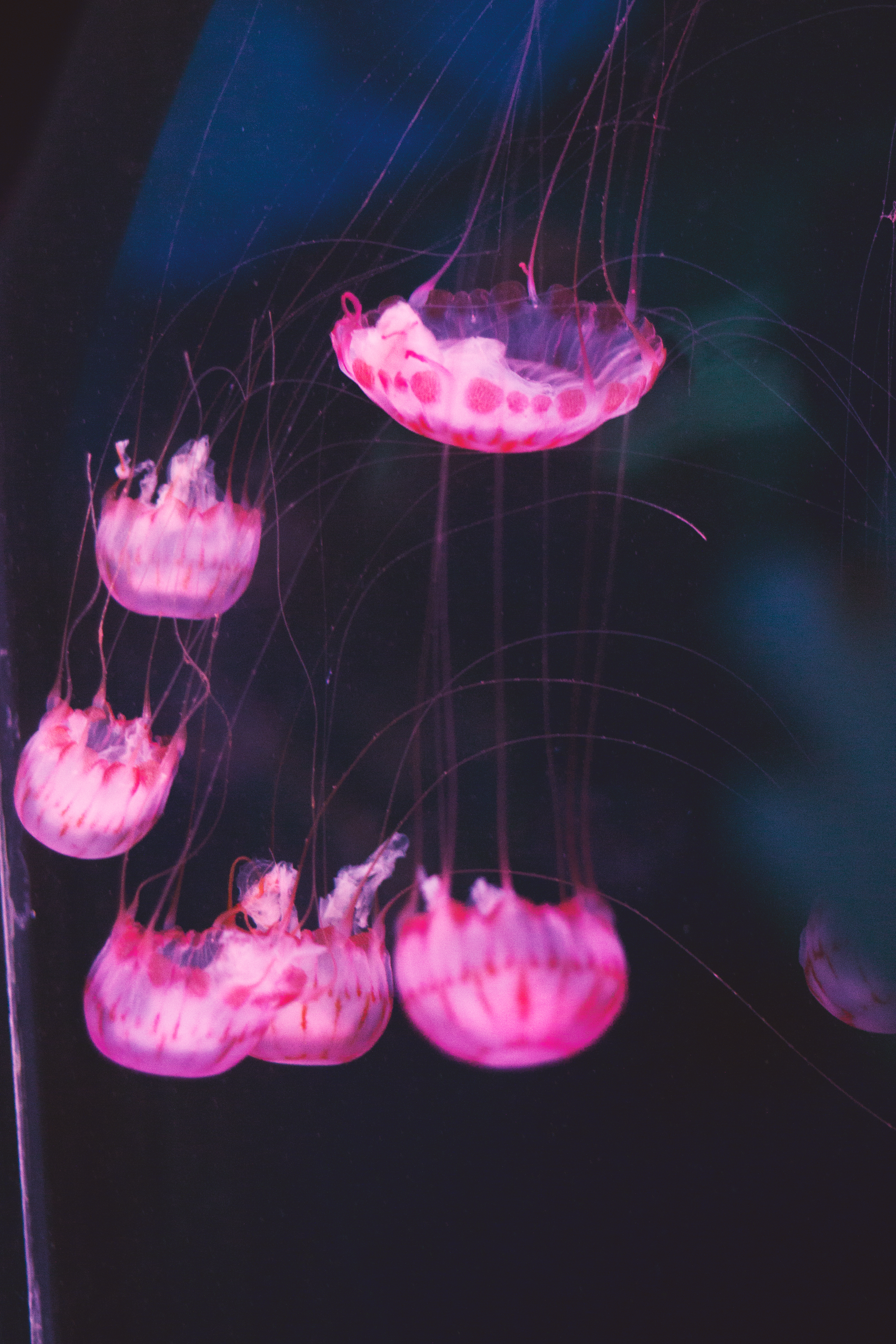 Jellyfish 3.jpg