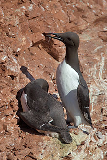 220px-Common_Murre_Uria_aalge.jpg