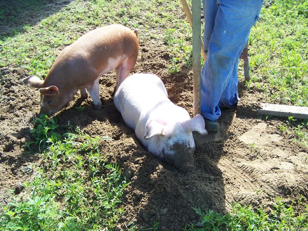 7.Piggy Dripper help6 crop June 2014 .jpg
