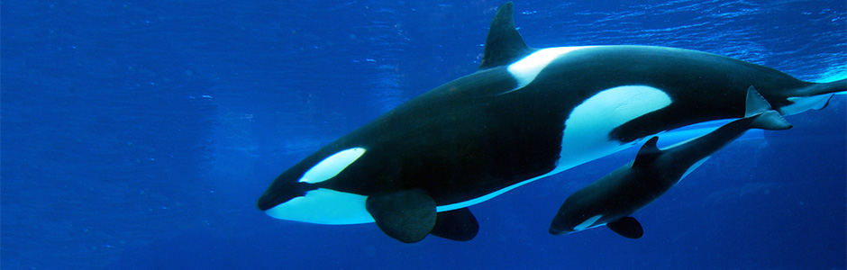 fc2d426ce3f0454d8e8a49e553db955c_pic-sw-killer-whale-birth-care-05--940x300.jpg