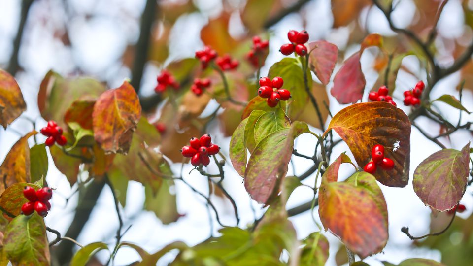 dogwood tree.jpg