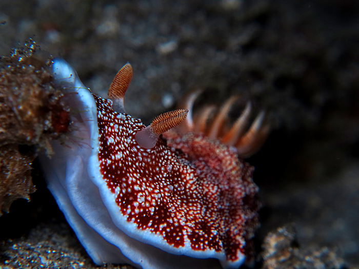 chromodoris-reticulata.jpg