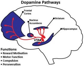 Dopamine Diagram.jpg