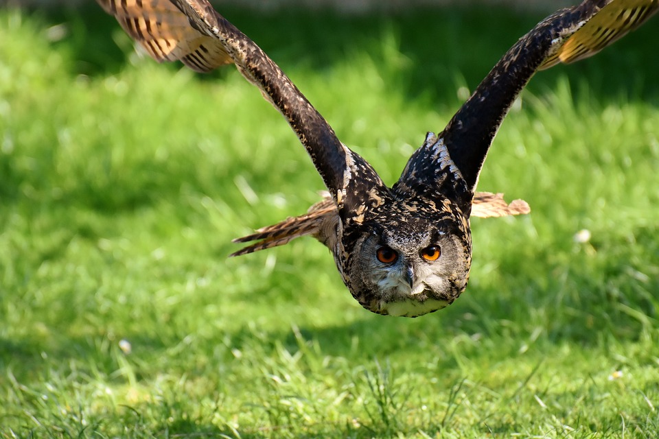 owl-3340957_960_720.jpg