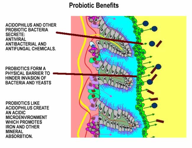 probiotic benefits.jpg