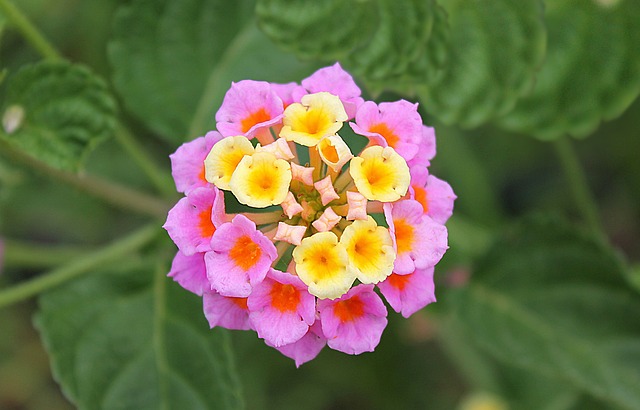 lantana-2360556_640.jpg