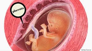 Placenta.jpg