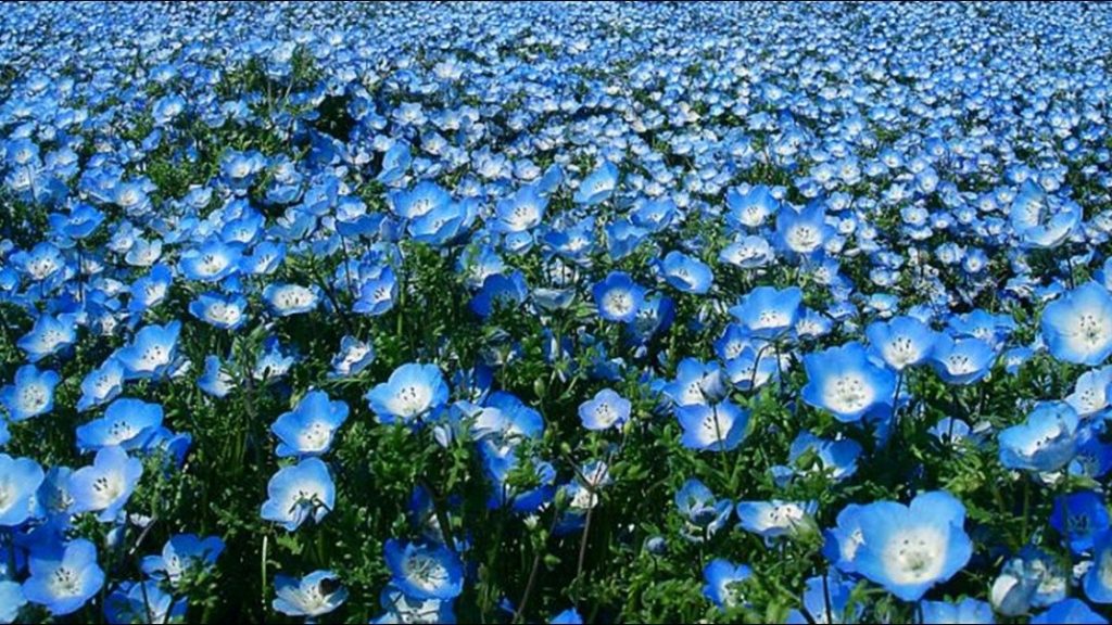renatures.com-flowers-field-nature-blue-nice-flower-hd-pic-1024x576.jpg