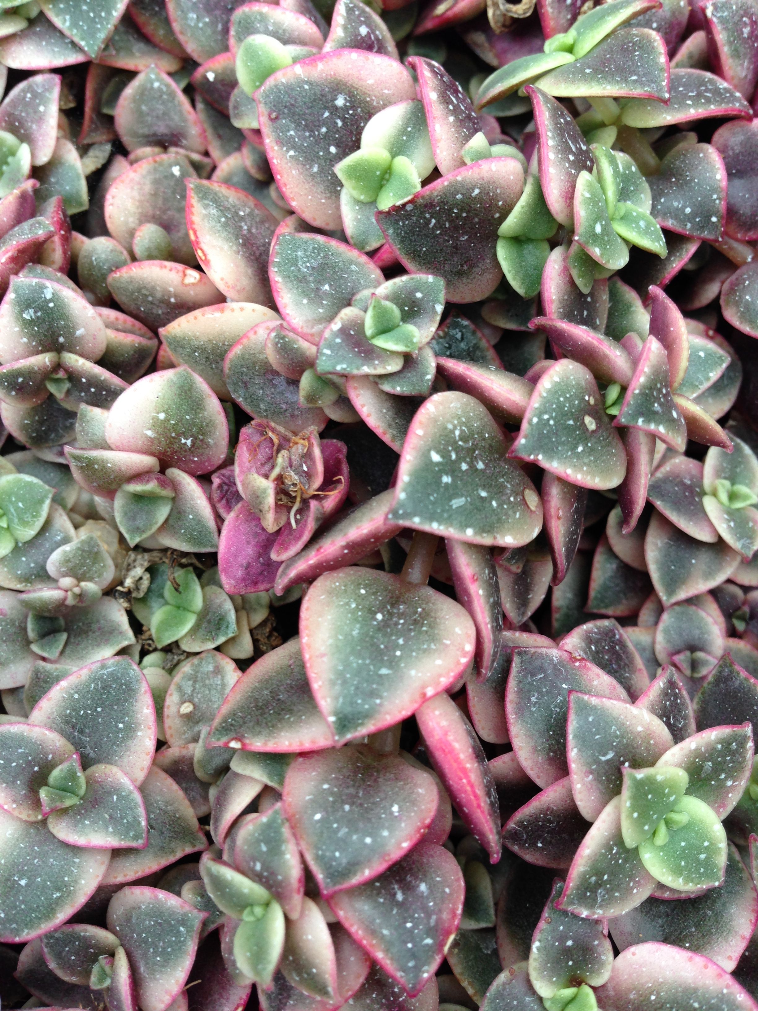 heartshape plant 2.JPG