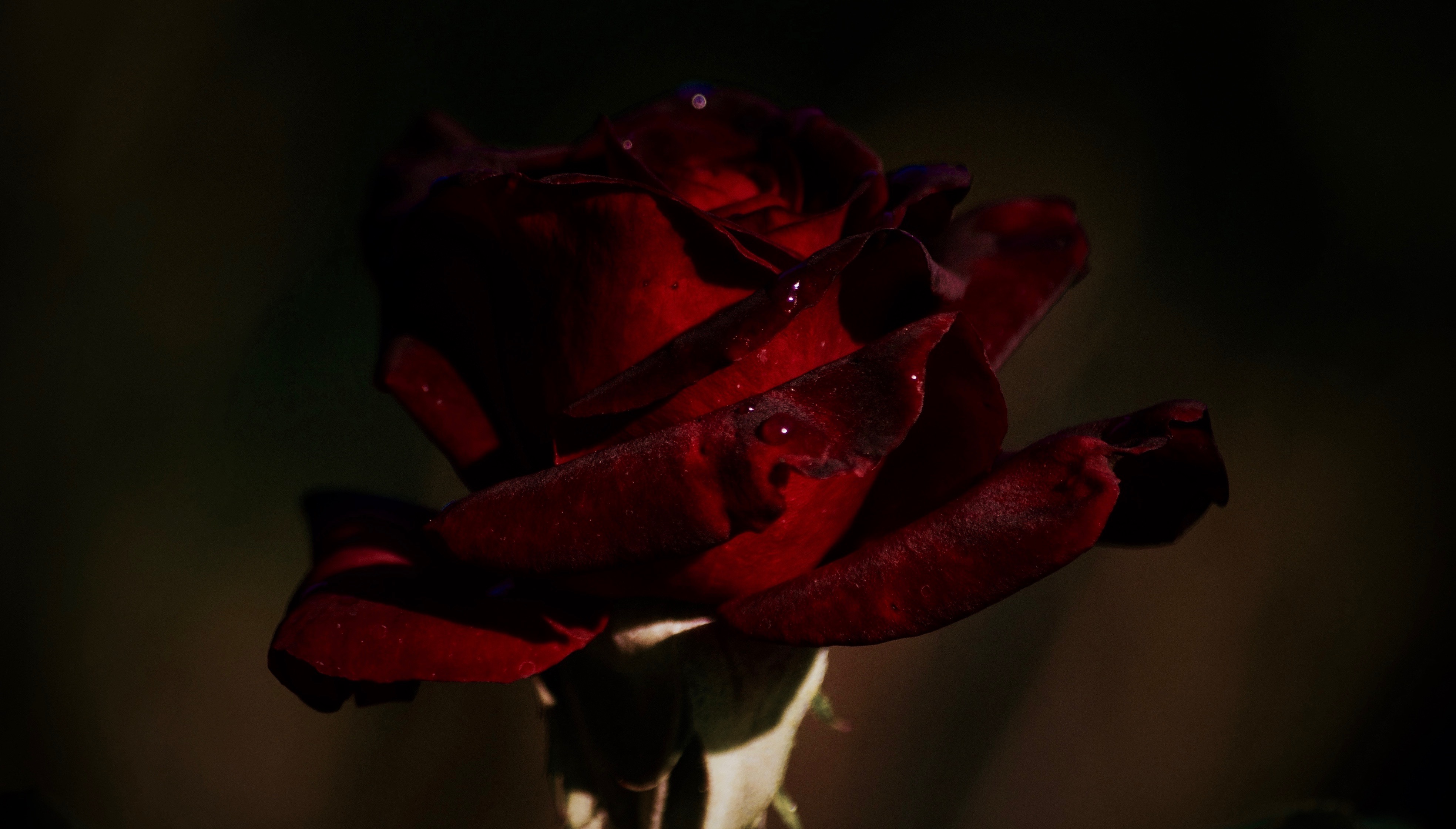 DSC_9059 2.jpg