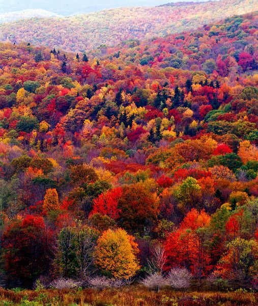 autumn colors.jpg
