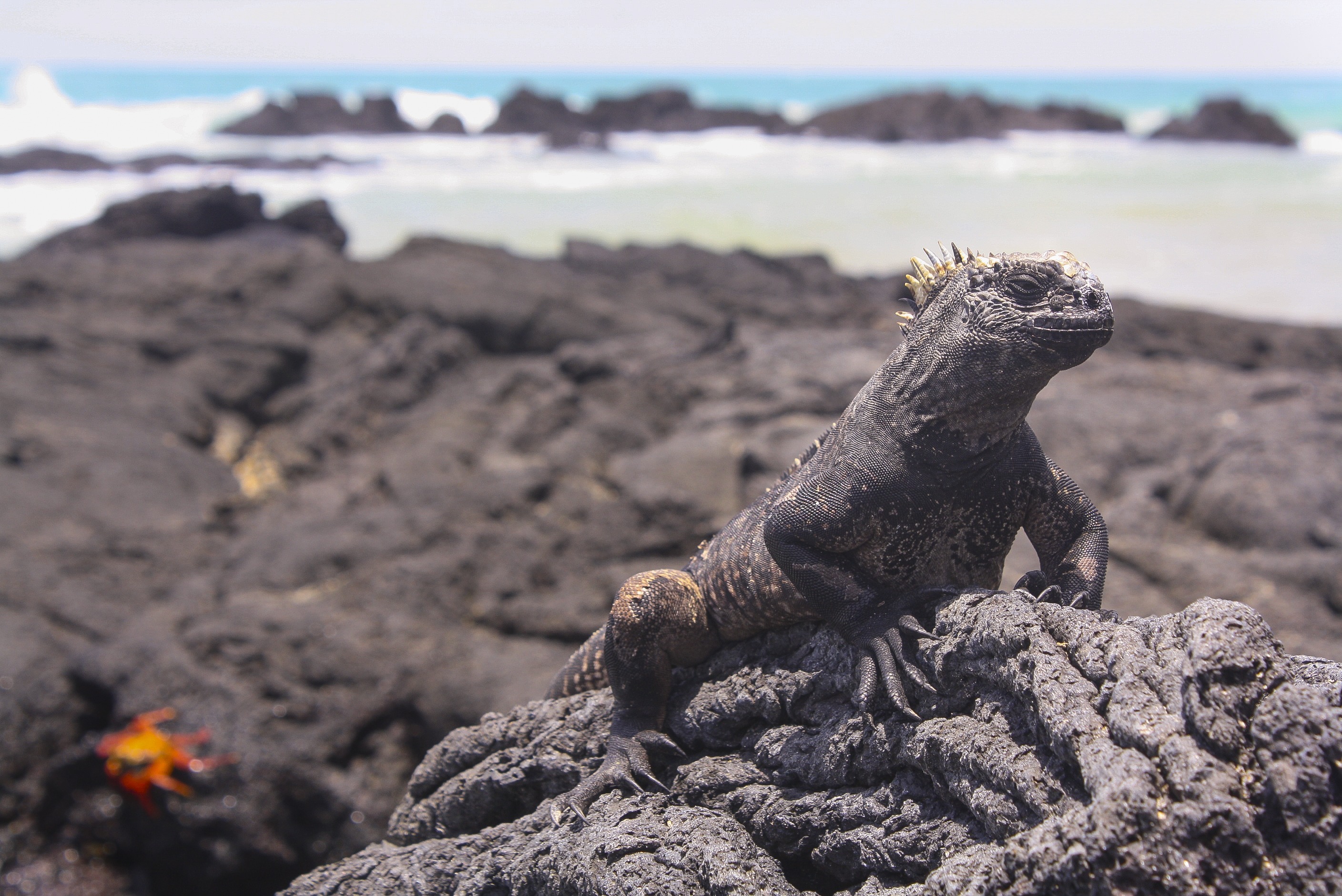 isabela-island-galapagos-marine-iguana_c_ren.jpg