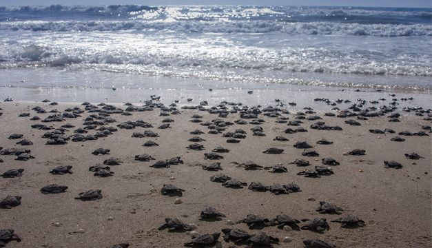 tortuga.jpg