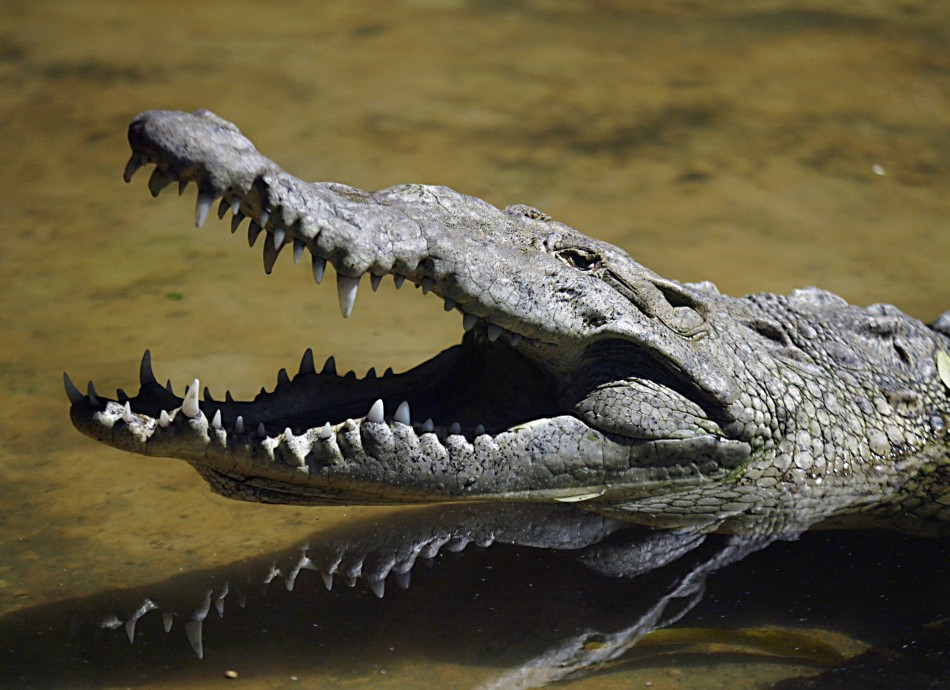 around-half-crocodiles-are-still-loose-after-escaping-south-african-farm-reuters.jpg
