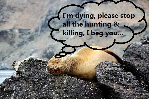 seal begging.jpg