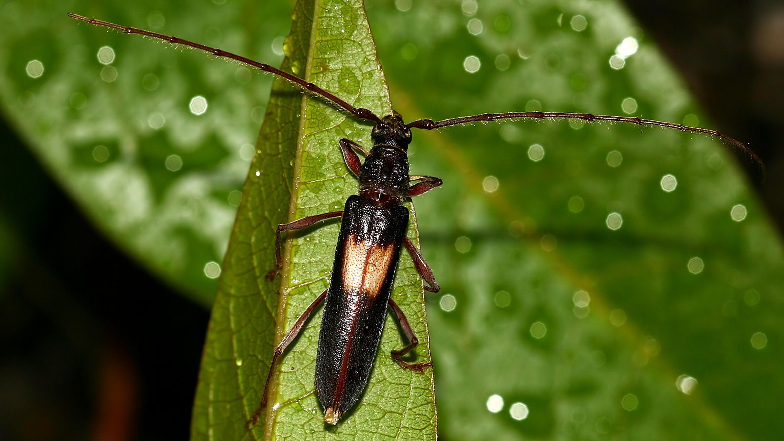 Cerambycidae Unknown-B n3.jpg