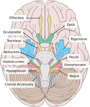 300px-Brain_human_normal_inferior_view_with_labels_en.svg.png
