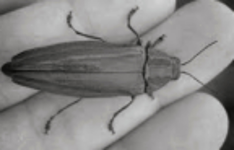 insects.jpg