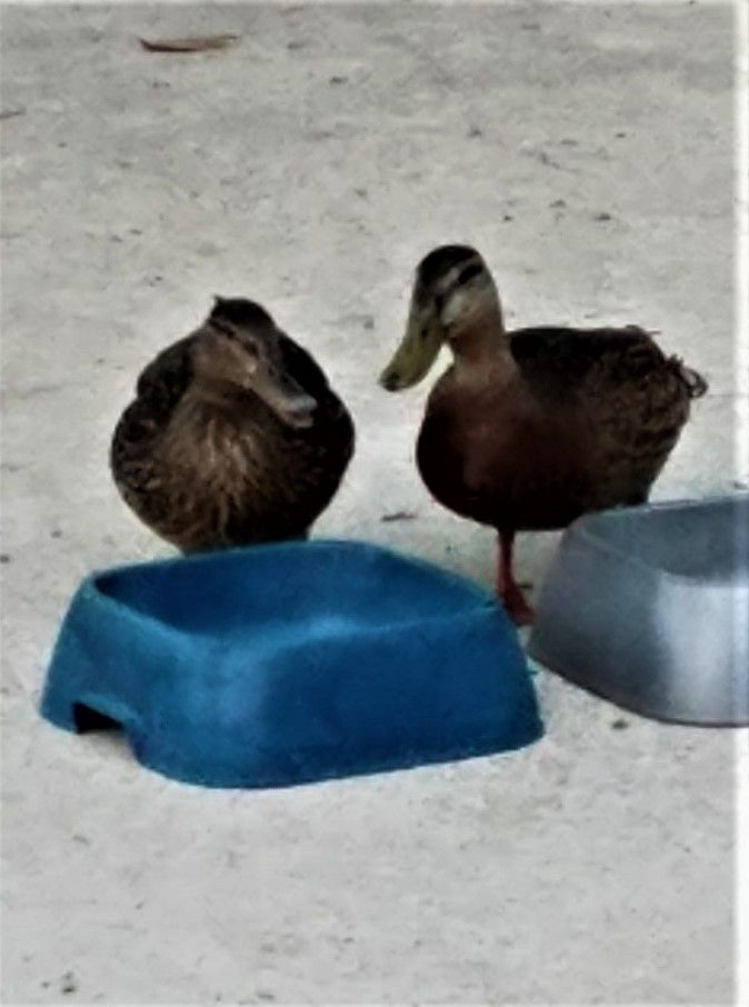 ducks.jpg