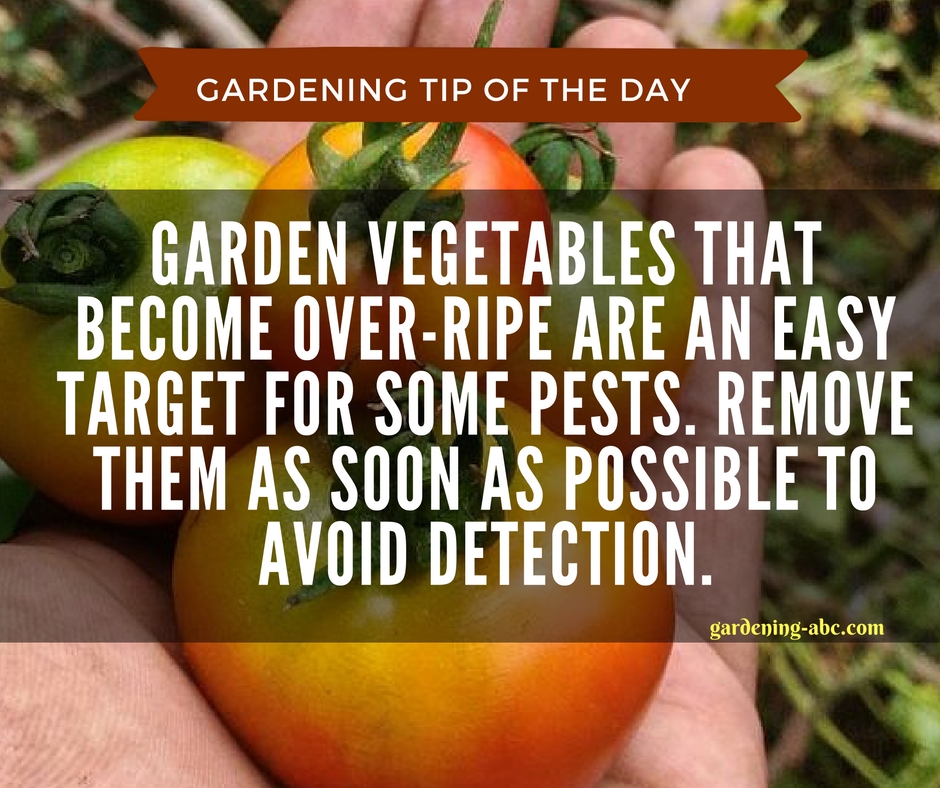 gardening tips 3.jpg