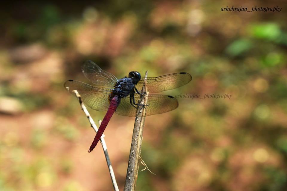 dragon fly