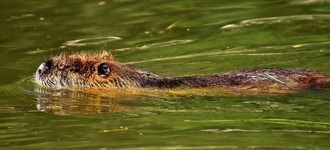 nutria-2432462__480.jpg