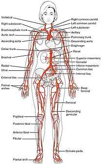 qlow-210px-2120_Major_Systemic_Artery.jpg