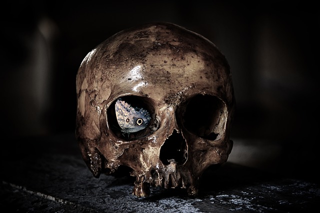 skull-3026666_640.jpg