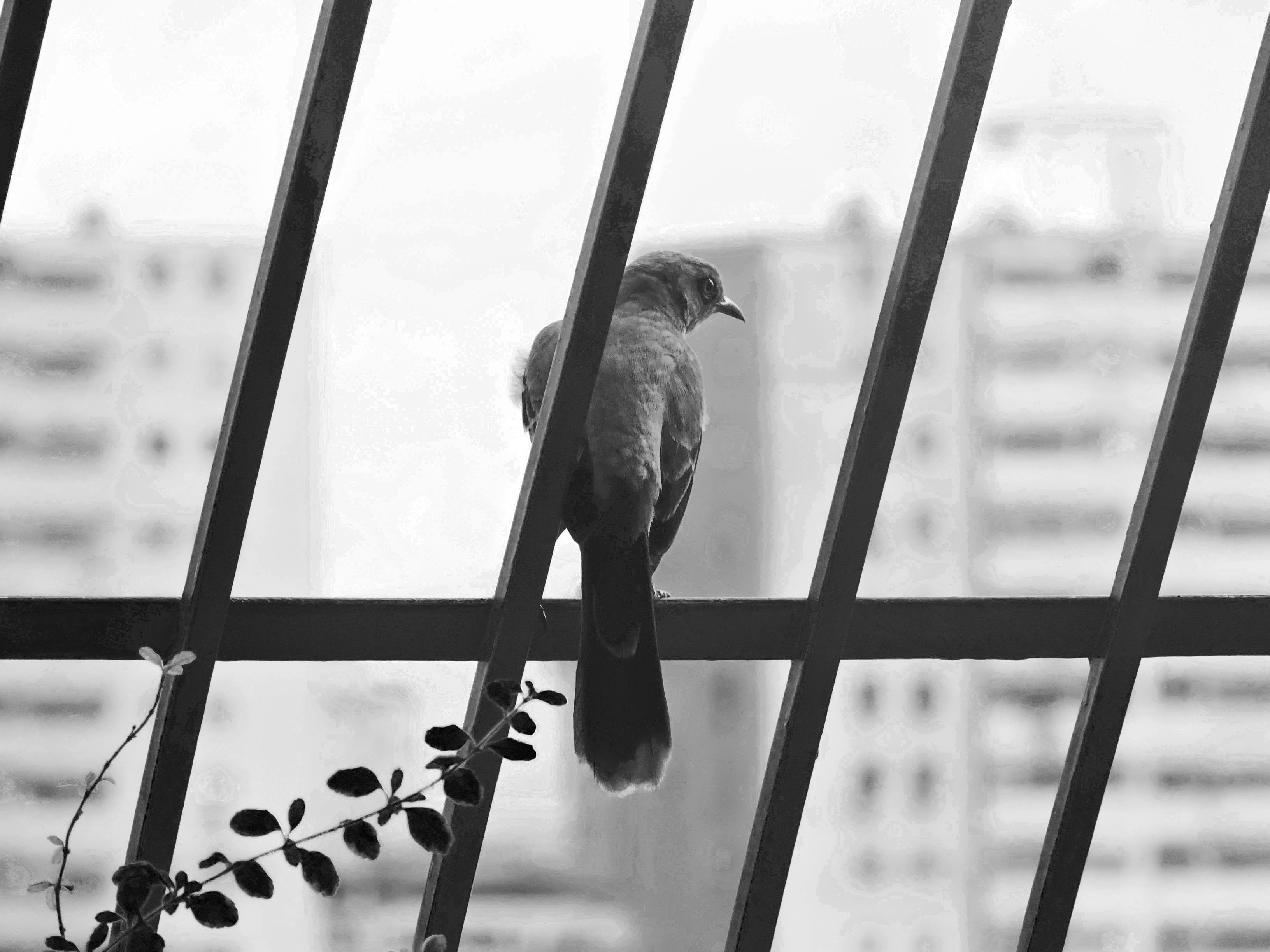 bird bw.jpg