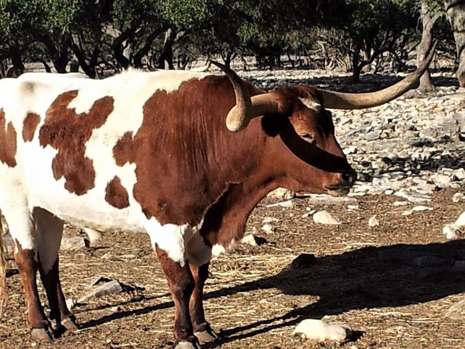 Longhorn — at Natural Bridge Wildlife Ranch..jpg